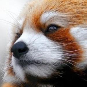 sirpumpkn