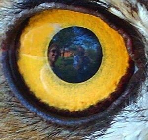 OwlDrawings