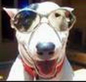 ShivaTheDivaDog