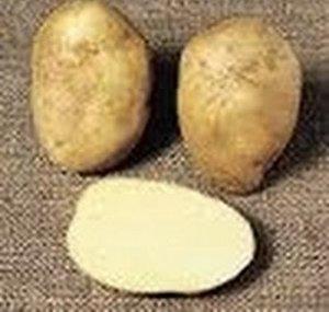 spudsssy