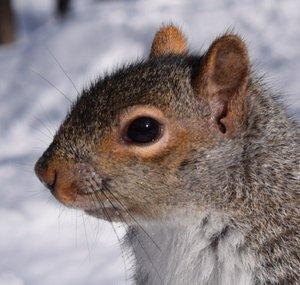 A Squirrel Plays