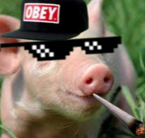 DaRealPigBaby