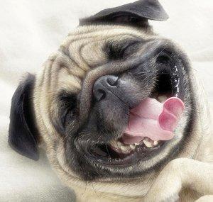 Fabulous Mr. Pug