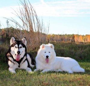 Life With Tonka, Monroe & Family Vlogs