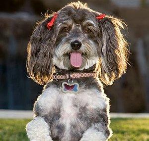 MyFavoritePupJasmine