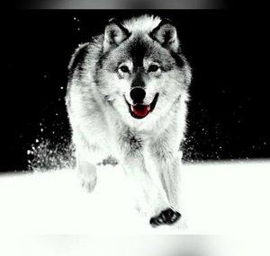 Osvald Wolf Renovatio