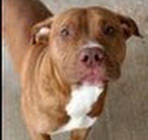 Pitbullchat