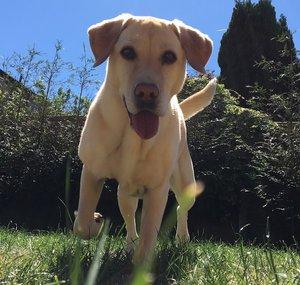 Bella The Labrador