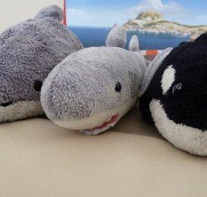 sharkdidit