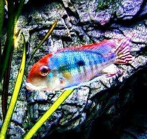 ADU Aquascaping