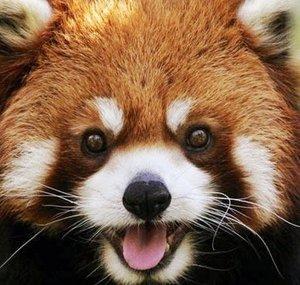 Animal Songs