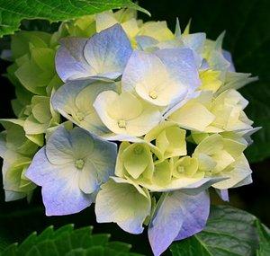 Ann Foster
