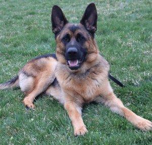 Brody the german shepherd