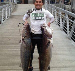 Fish Dive Cook