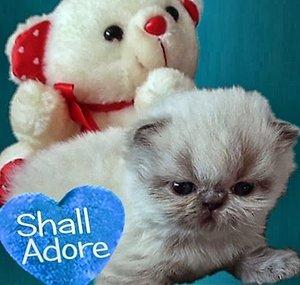 ShallAdore Cats