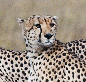 Cheetah Watch