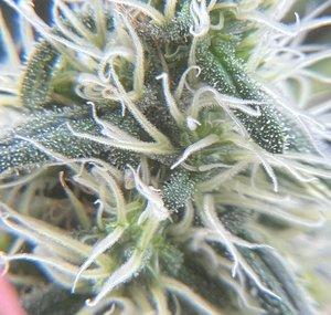 Joes Indoor Grow