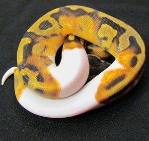 Steel City Constrictors