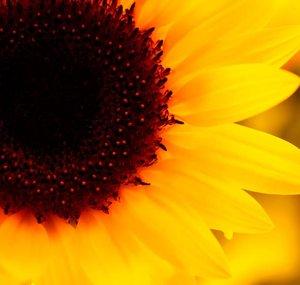 Sunflower Asylum