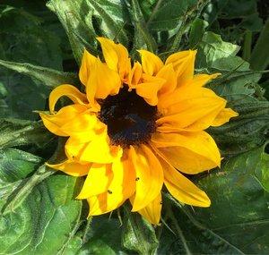 Kelly's Kitchen Garden