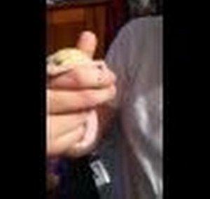 leapordgeckoguy