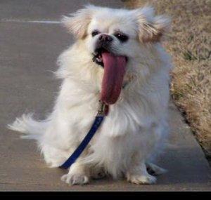 puggykisses