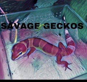 Savage🦎Geckos 