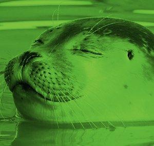 Seal Of Approval