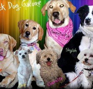 trickdoggalore