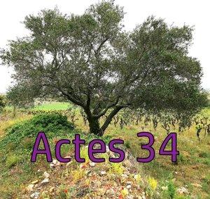 Actes 34