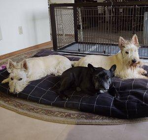 Scotties, a Frenchie and Friends