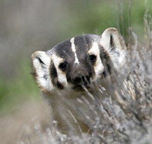 stealthbadger