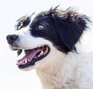 Banana the Talking Dog