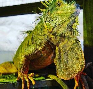 Mariguana