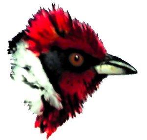 Biodiversity Shorts