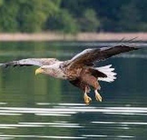 DeathBringerEagle