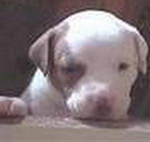 ELpitbullAmistoso