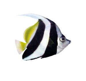 Great Barrier Reef Foundation
