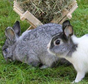 Kaninchen Cleo und Momo