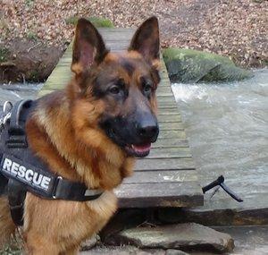 Rex and Freja the Germanshepherds