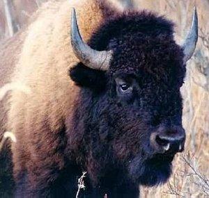 DarkBisonGaming
