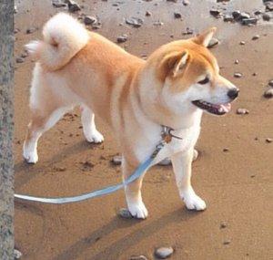 Shiba inu Kojiro