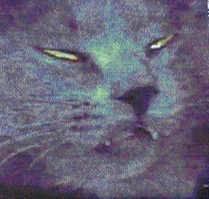 microwavedmeows