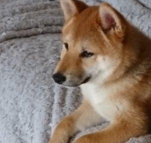 Sandy The Shiba Inu