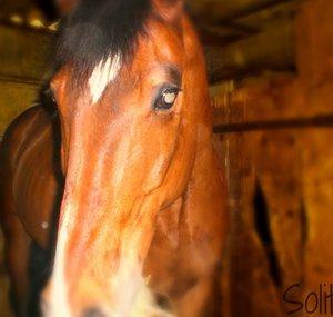 TheAttila62