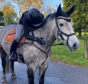 Equine Mollie