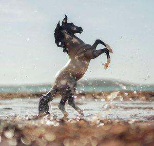 magical modelhorses