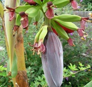 New England Gardening