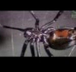 SpiderScience3000