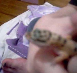 Angireptiles101